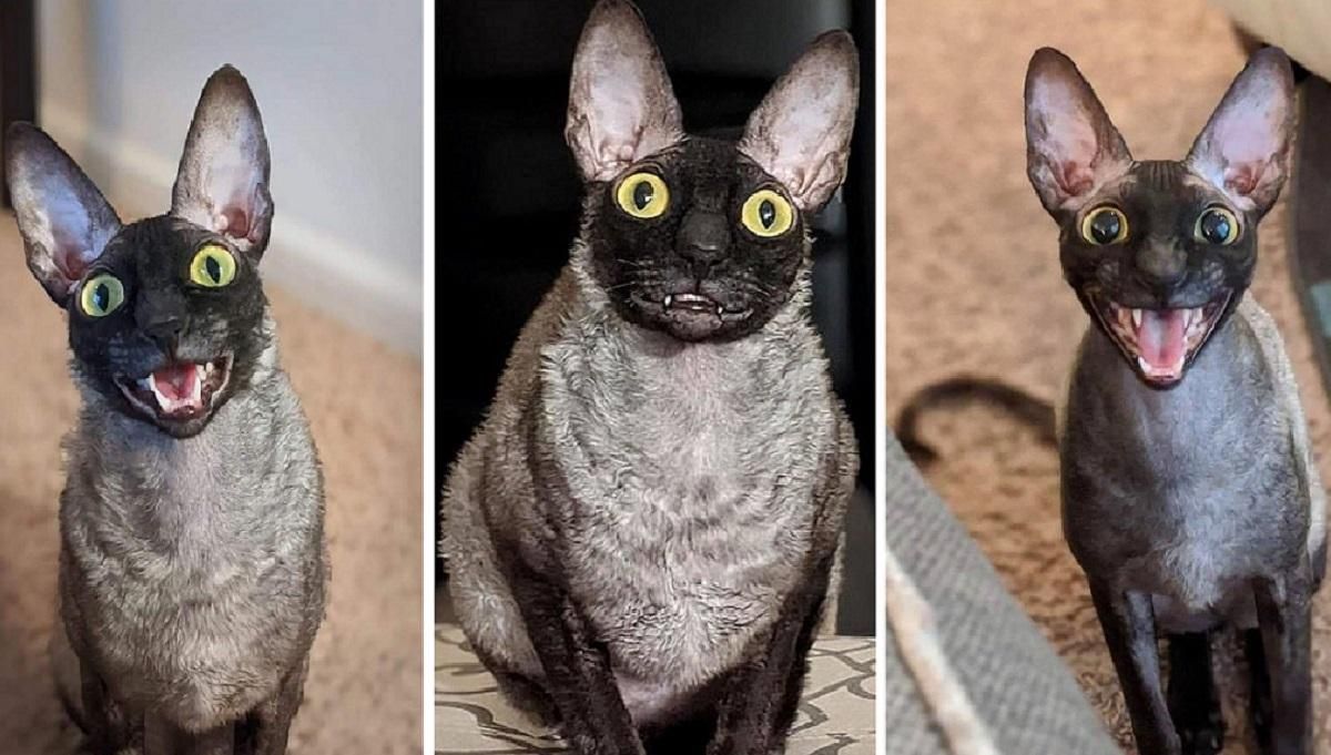 Посадить его в клетку и молиться: экзорцист назвал кота, который прославился в соцсетях, демоном Посадить его в клетку и молиться: экзорцист назвал кота, который прославился в соцсетях, демоном