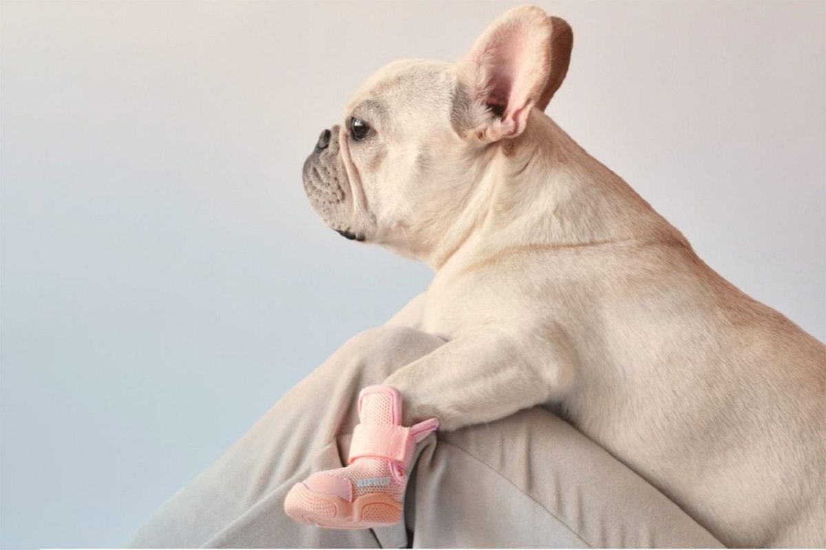 В продажу поступили первые дизайнерские кроссовки для собак В продажу поступили первые дизайнерские кроссовки для собак