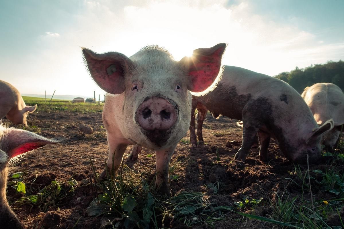 Борці за права тварин просять не лаятися словами "свиня", "зміюка", "пацюк" та пропонують заміну
