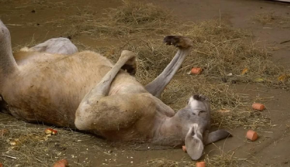 Кенгуру спав у дивній позі: це насторожило відвідувачів, які поскаржилися на зоопарк в поліцію