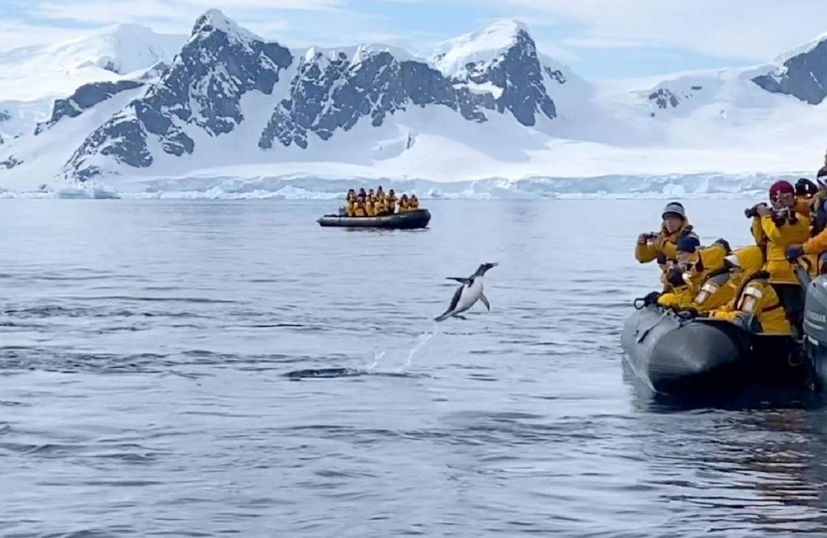 Пінгвін, утікаючи від косаток, героїчно застрибнув у човен до туристів: зворушливе відео