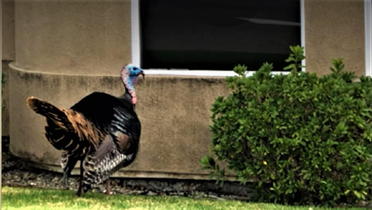 Індик розбив вікно і ввірвався до стоматологічного кабінету Індик розбив вікно і ввірвався до стоматологічного кабінету