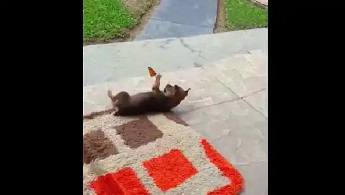 День цуценят: песик, який грається з метеликом – чарівне вірусне відео