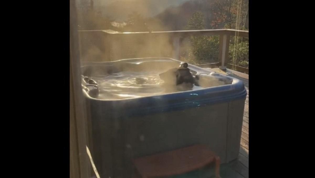 Неожиданно: медведь расслабляется в джакузи одного из жителей Теннесси – забавное видео Неожиданно: медведь расслабляется в джакузи одного из жителей Теннесси – забавное видео