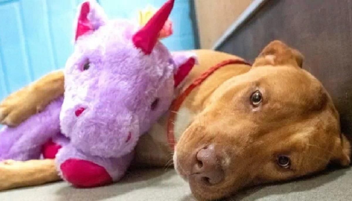 Бездомный пес 5 раз пытался украсть из магазина плюшевого единорога Бездомный пес 5 раз пытался украсть из магазина плюшевого единорога