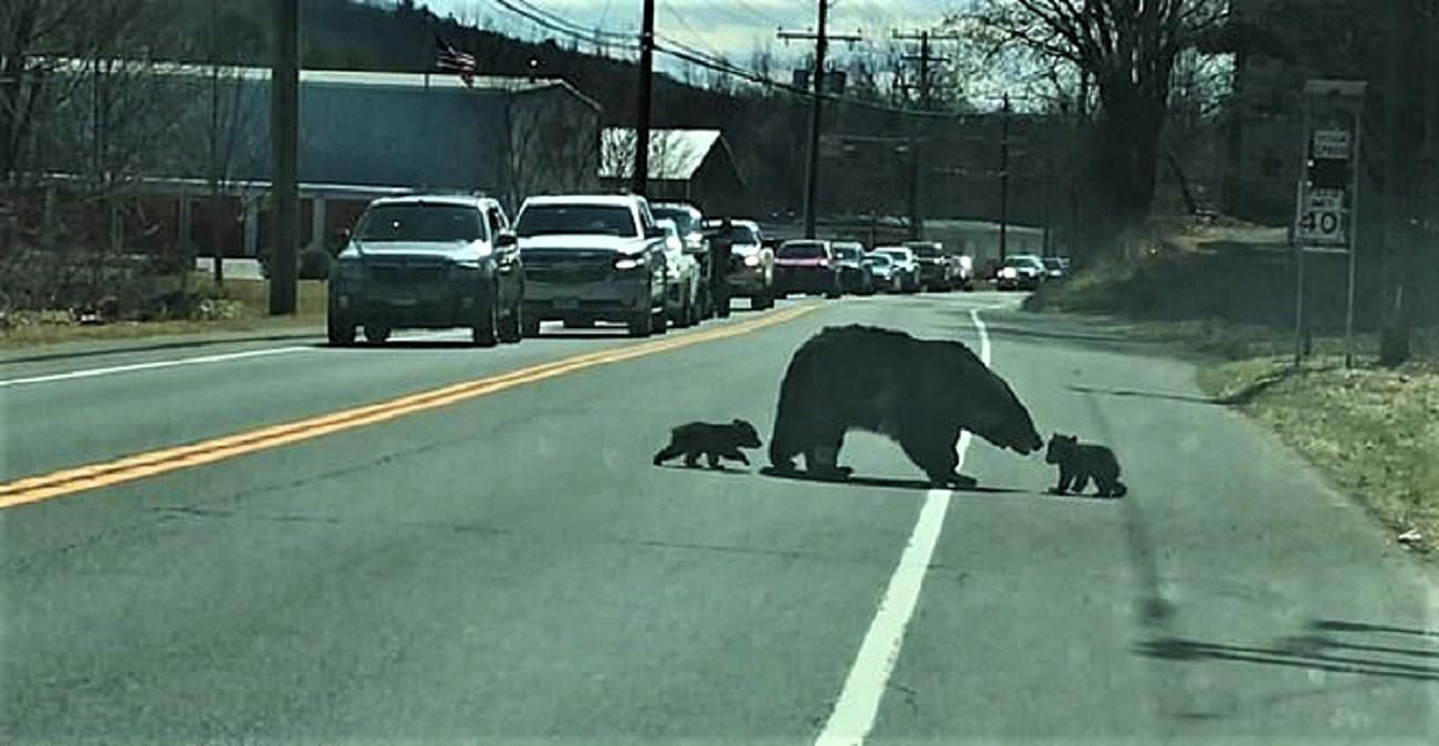 Ведмедиця переводить ведмежат через дорогу 