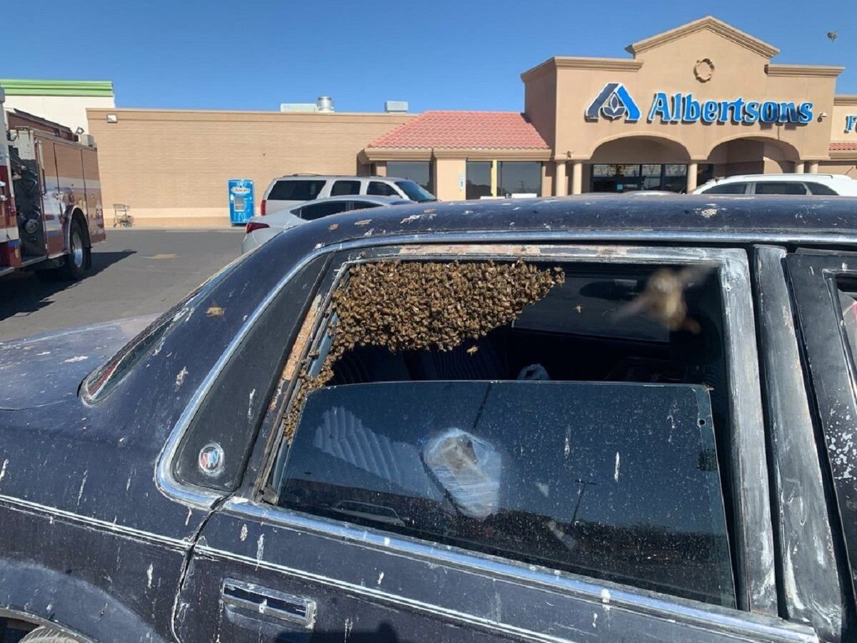 15 тысяч пчел залетели в машину