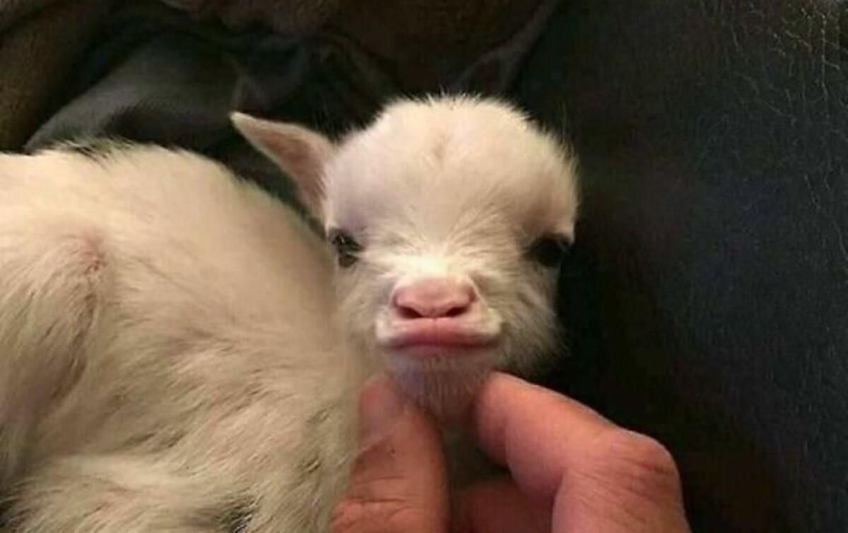 Забавные фото животных Забавные фото животных