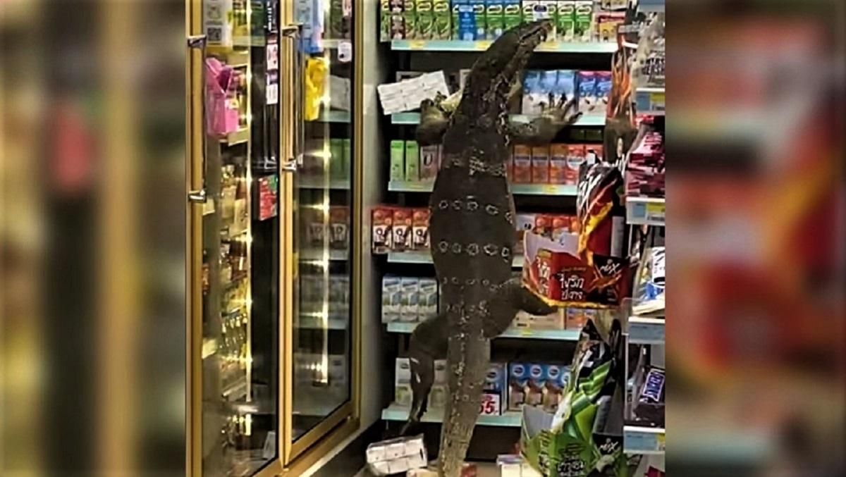 Гігантський варан у супермаркеті