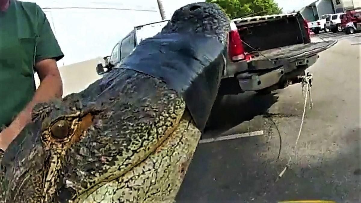Крокодил прятался под машиной