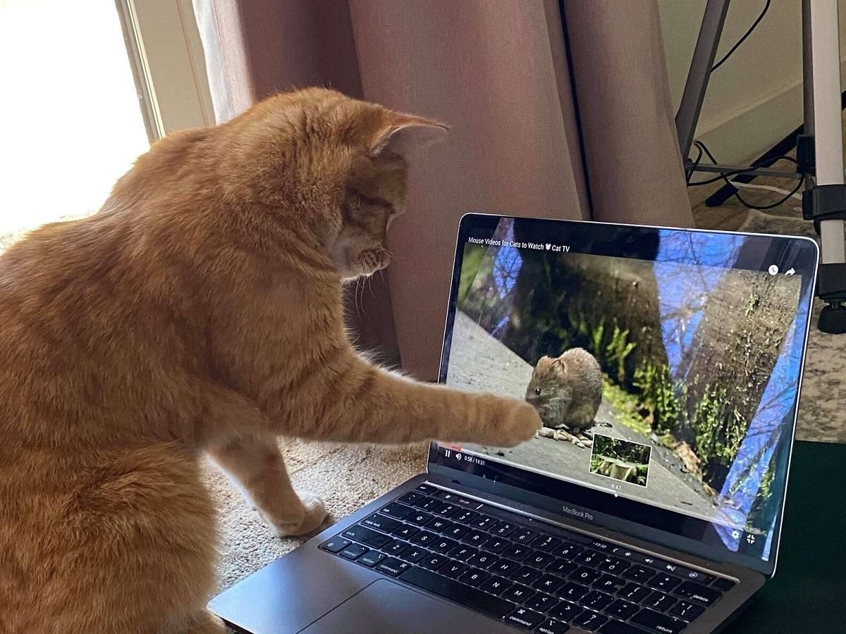 Кіт приходив до жінки, щоб подивитися відео
