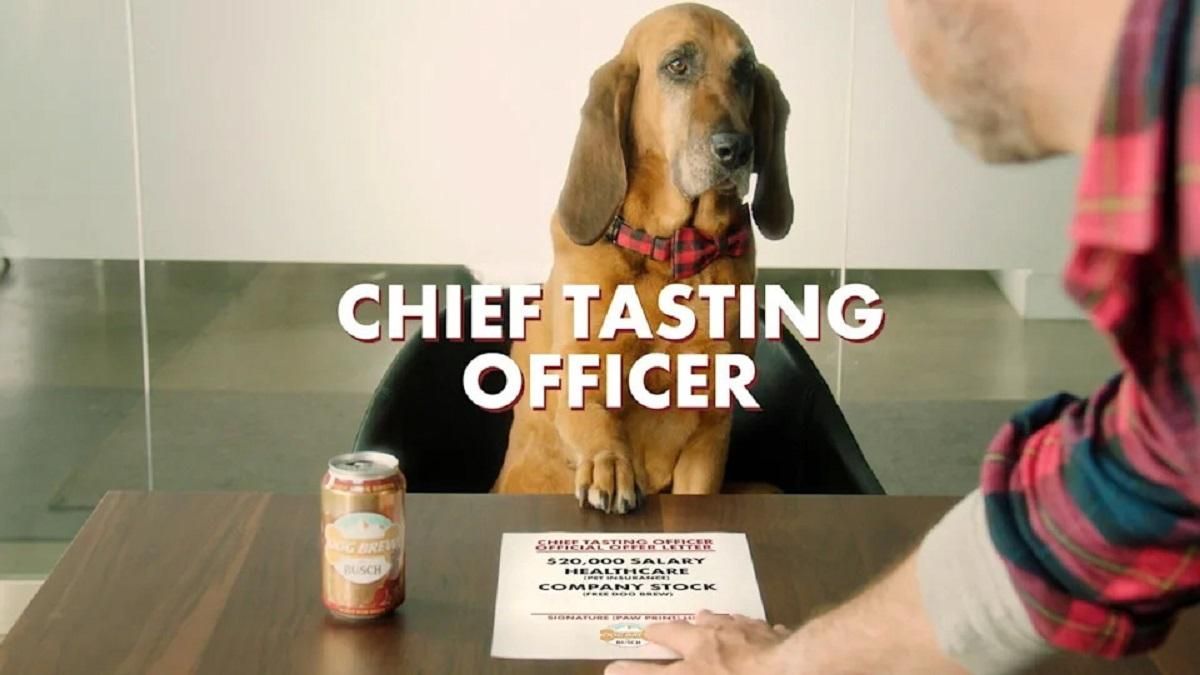 Робота для вашого улюбленця: пивоварна компанія шукає собаку-дегустатора 