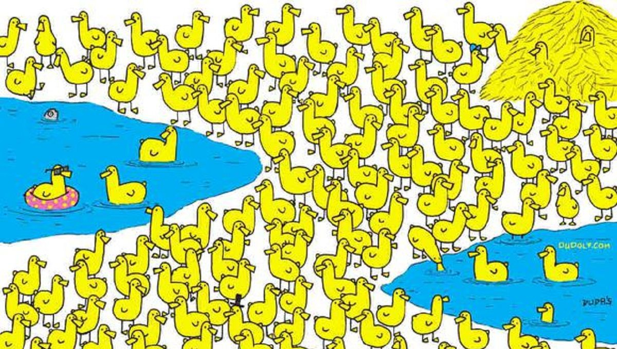 Головоломка тижня: знайдіть курчатко, яке ховається серед зграї каченят