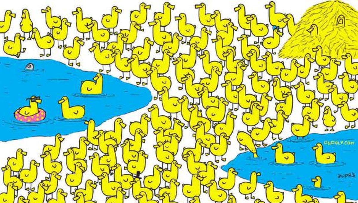 Головоломка тижня: знайдіть курчатко, яке ховається серед зграї каченят Головоломка тижня: знайдіть курчатко, яке ховається серед зграї каченят