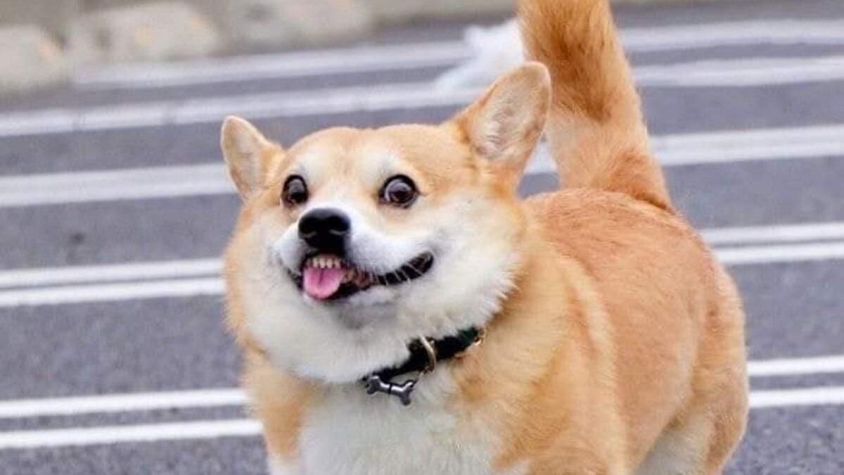 Смешные животные Смешные животные