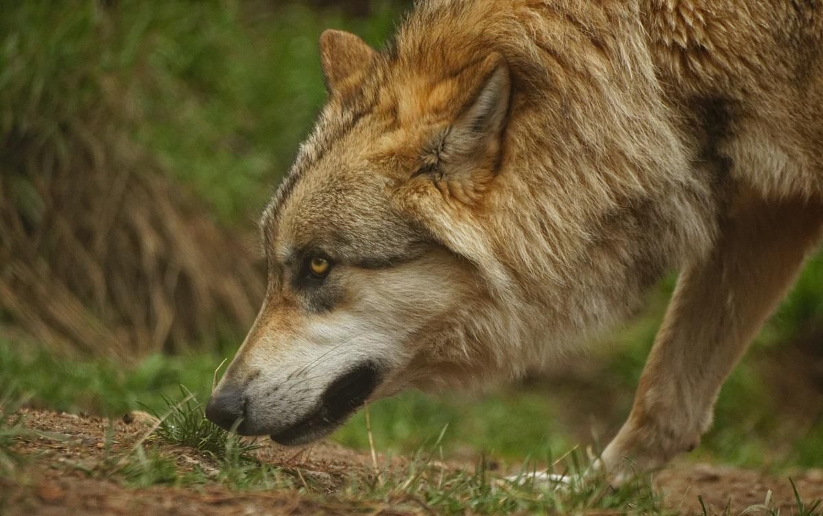 Побачити світ очима хижака: перша в історії зйомка з нашийної камери дикого вовка-одинака