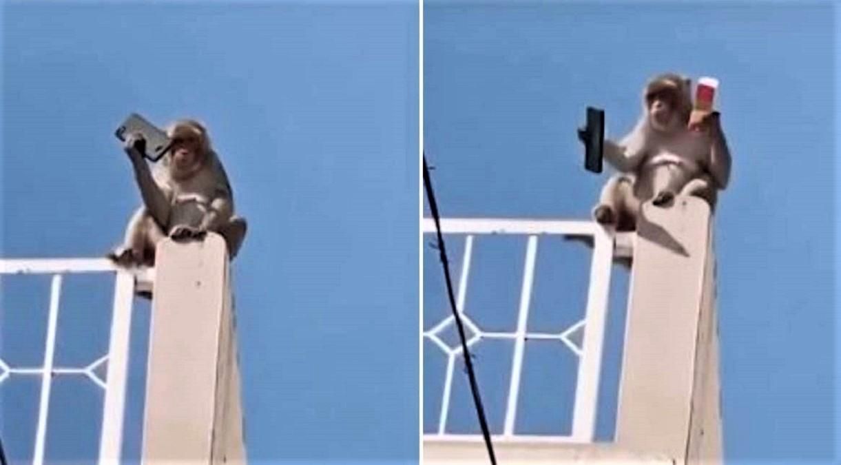 Обезьянка-шантажистка Обезьянка-шантажистка