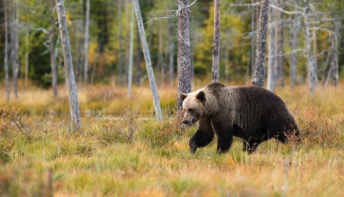 Не все встречи с дикими животными одинаковы: бегун уговаривает медведя не есть его