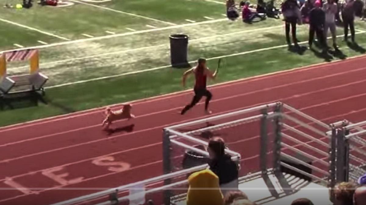 Веселий фініш: пес вибіг на бігову доріжку  на змаганнях з естафетного бігу та здобув перемогу  Веселий фініш: пес вибіг на бігову доріжку  на змаганнях з естафетного бігу та здобув перемогу