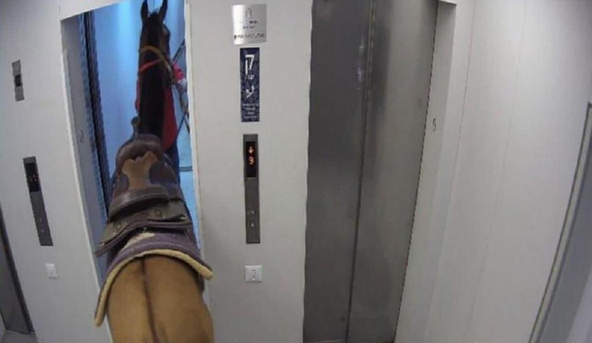 Такого ще не було: у Тель-Авіві двоє чоловіків перевозили коня в ліфті хмарочосу – їх затримали