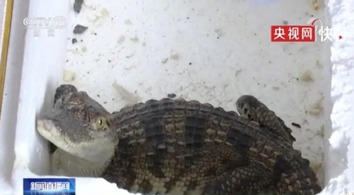 Ребенок получил крокодила вместо рыбки Ребенок получил крокодила вместо рыбки