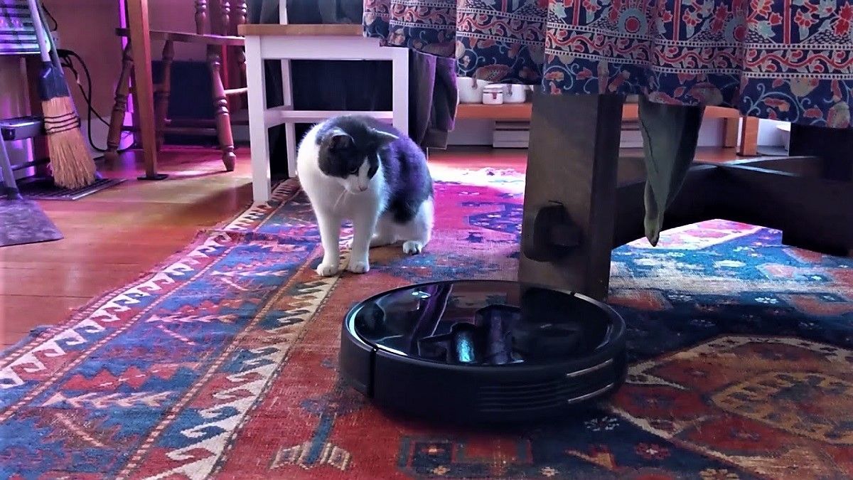Кот против робота-пылесоса Кот против робота-пылесоса