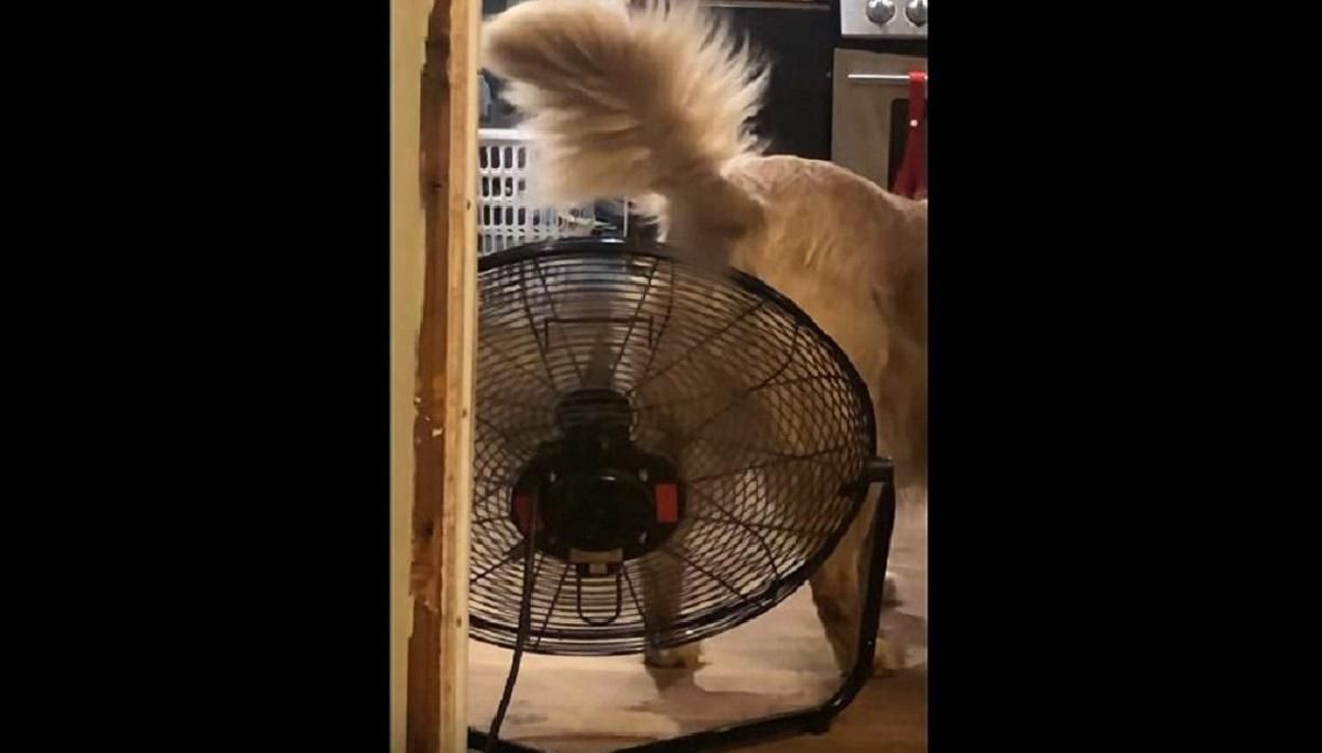 Поела остренького: золотистый ретривер охлаждается под вентилятором – забавное видео Поела остренького: золотистый ретривер охлаждается под вентилятором – забавное видео
