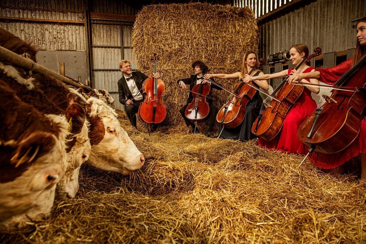У Данії коровам грають класичну музику вживу