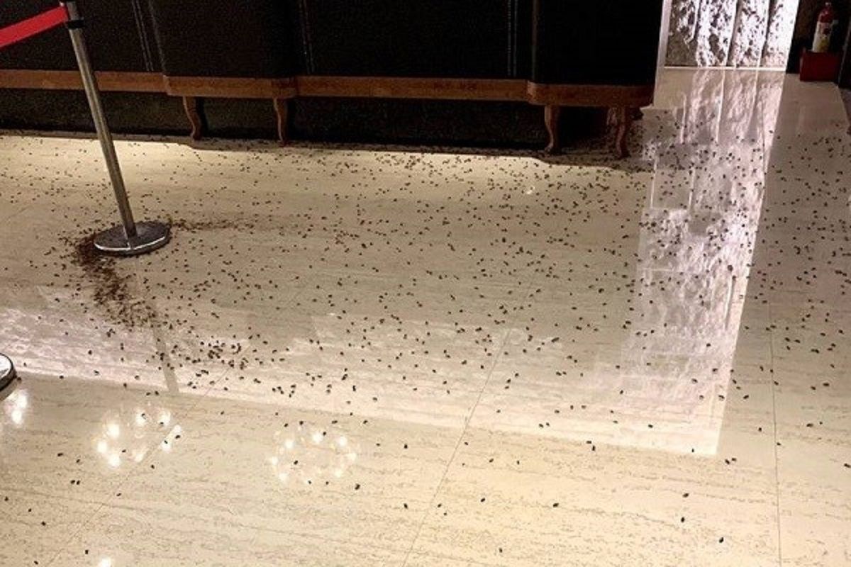В ресторан подбросили 1000 тараканов