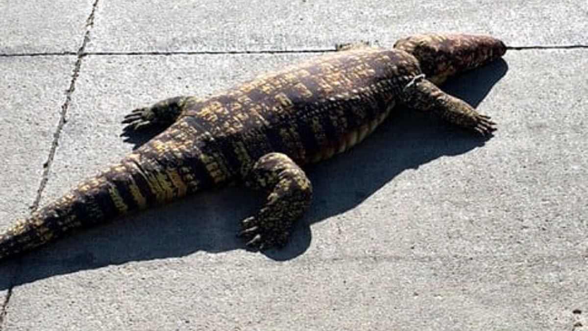 Виглядав як справжній: плюшевий алігатор викликав паніку у жителів Айови  Виглядав як справжній: плюшевий алігатор викликав паніку у жителів Айови