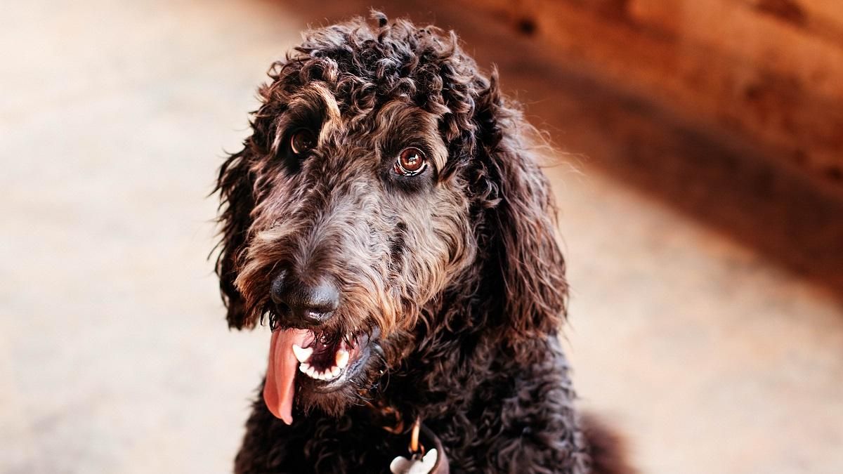 Фото пуделя у соцмережах допомогли знайти шахрайку Фото пуделя у соцмережах допомогли знайти шахрайку
