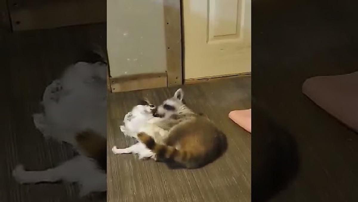 Приятели по борьбе – енот Роджер и его друг и противник пес: забавное видео Приятели по борьбе – енот Роджер и его друг и противник пес: забавное видео