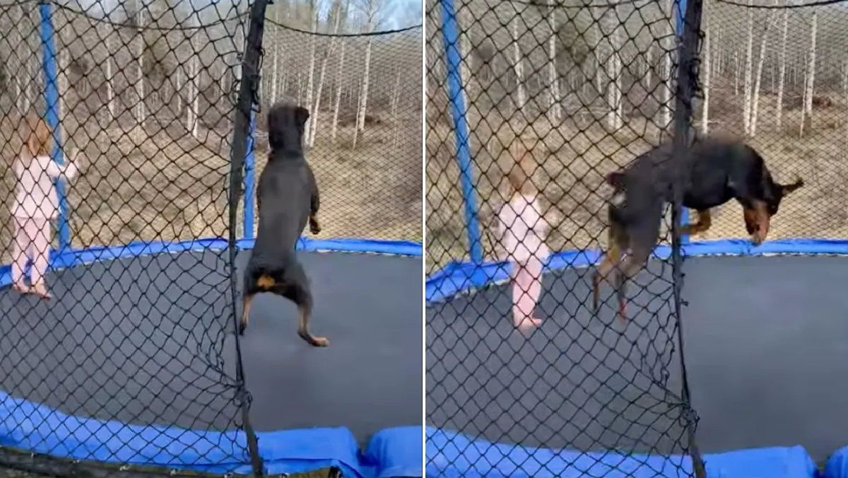 Дівчинка і ротвейлер насолоджуються спільними веселими стрибками на батуті: захопливе відео Дівчинка і ротвейлер насолоджуються спільними веселими стрибками на батуті: захопливе відео