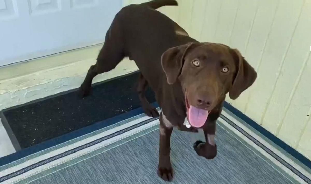 Ткнул в глаз и вытащил из воды: мужчина спас своего щенка от пасти аллигатора Ткнул в глаз и вытащил из воды: мужчина спас своего щенка от пасти аллигатора