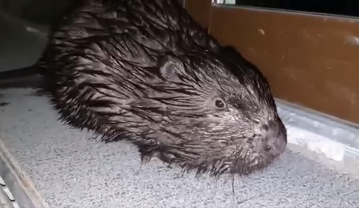 Незвичайний глядач: у Латвії бобер завітав до театру – він постукав, але йому ніхто не відкрив Незвичайний глядач: у Латвії бобер завітав до театру – він постукав, але йому ніхто не відкрив