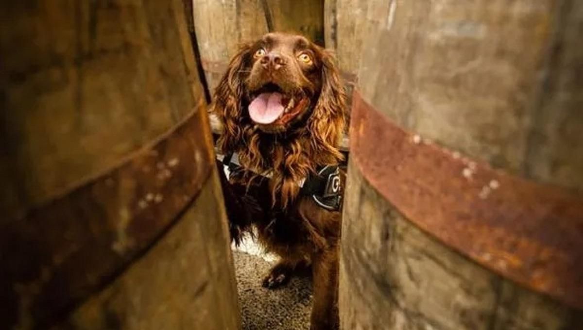 Інспектуватиме дерев'яні бочки: завод з виробництва віскі найняв на роботу собаку