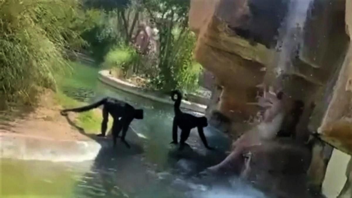 Жінка застрибнула у вольєр до мавп Жінка застрибнула у вольєр до мавп