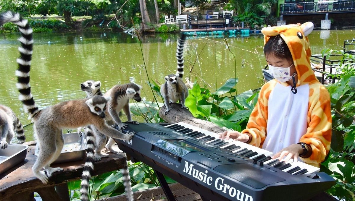Дівчинка грає музику для тварин у тайському зоопарку: захопливе відео