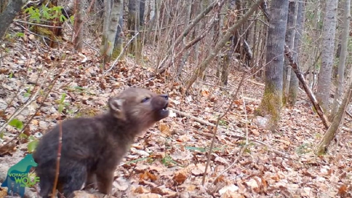 Заберіть песиків від екранів: на камеру зняли неймовірно миле перше виття вовченяти Заберіть песиків від екранів: на камеру зняли неймовірно миле перше виття вовченяти