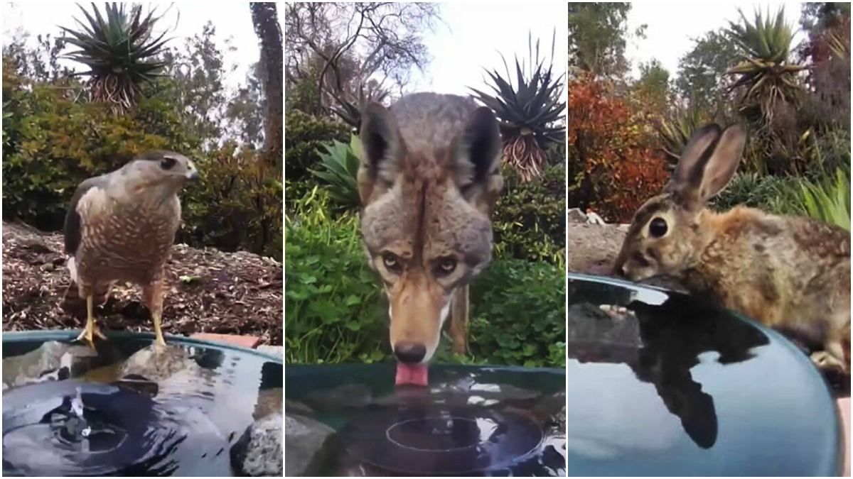 Тварини приходять попити до фонтанчика у дворі