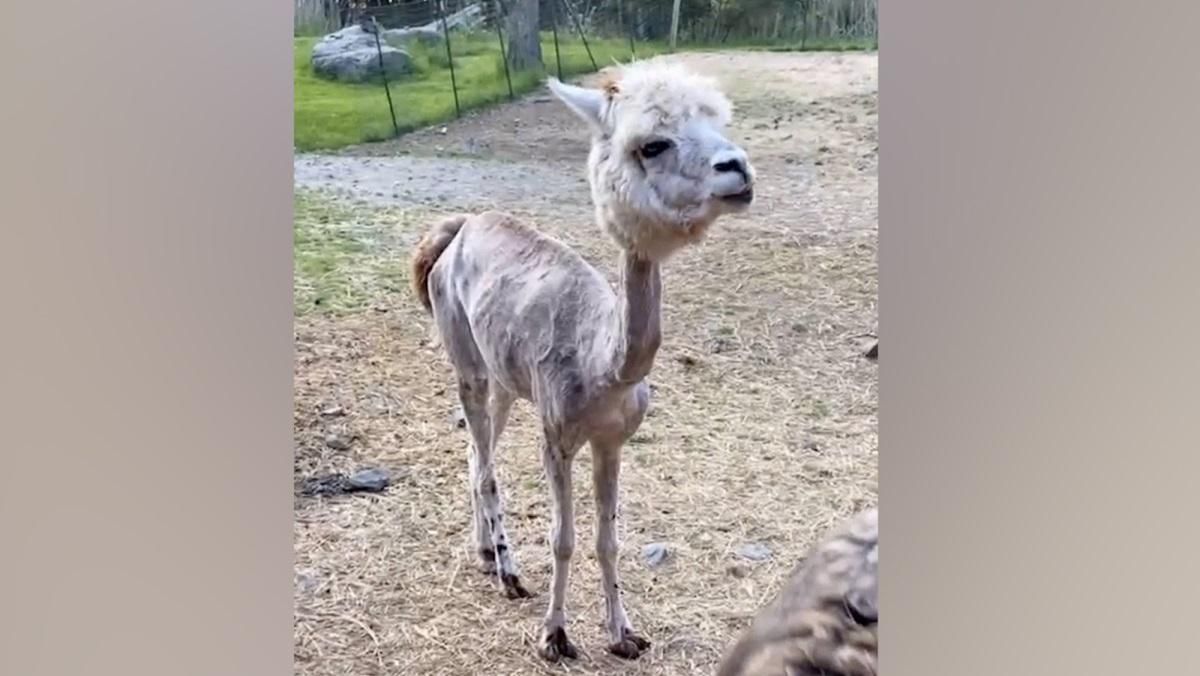 Ламы и альпаки к лету превращаются в меховой шар на тонких ножках: забавное видео Ламы и альпаки к лету превращаются в меховой шар на тонких ножках: забавное видео