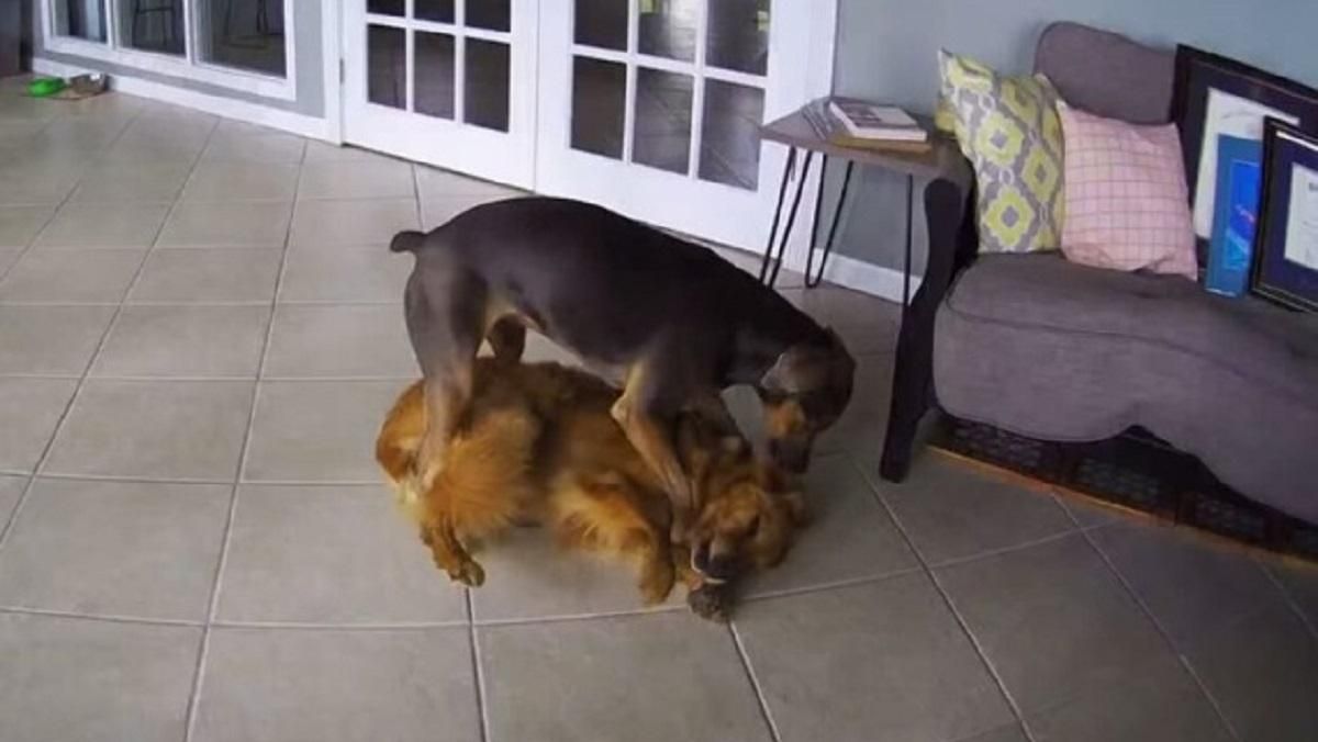 Пес научился останавливать эпилептические припадки другого домашнего любимца: щемящее видео Пес научился останавливать эпилептические припадки другого домашнего любимца: щемящее видео