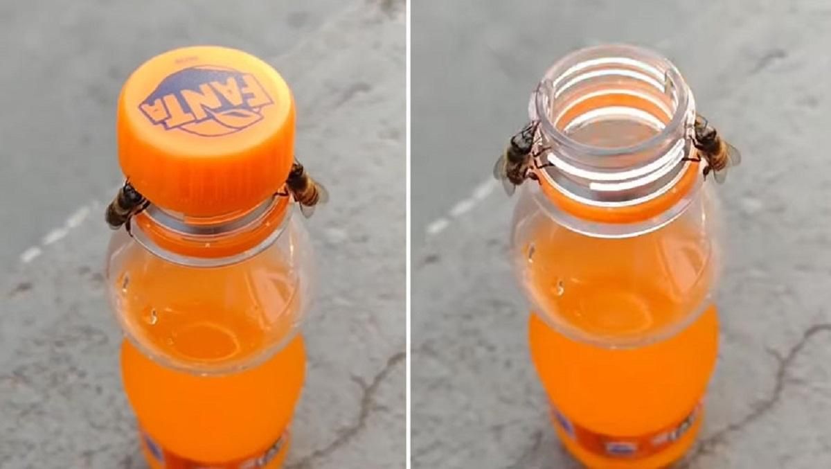 Пчелы открыли бутылку с водой