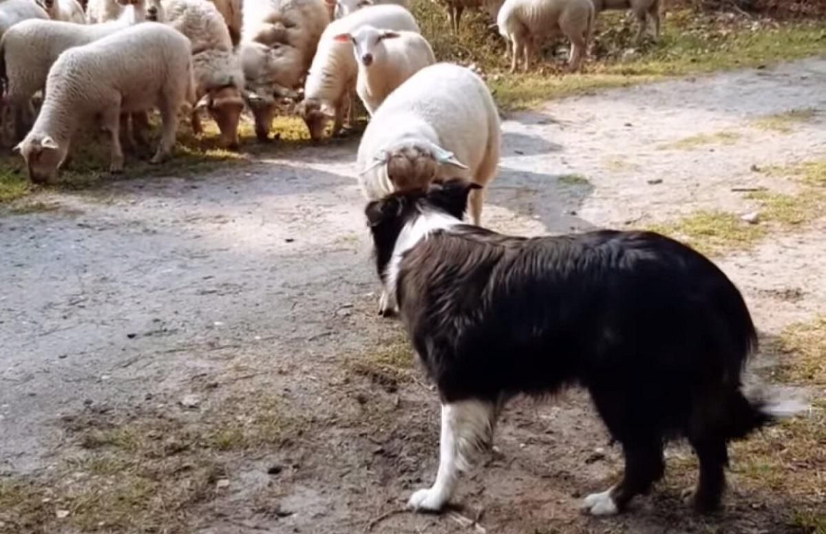 Не виглядає сором'язливим: поєдинок сміливого впертого ягняти та пастушого собаки Не виглядає сором'язливим: поєдинок сміливого впертого ягняти та пастушого собаки