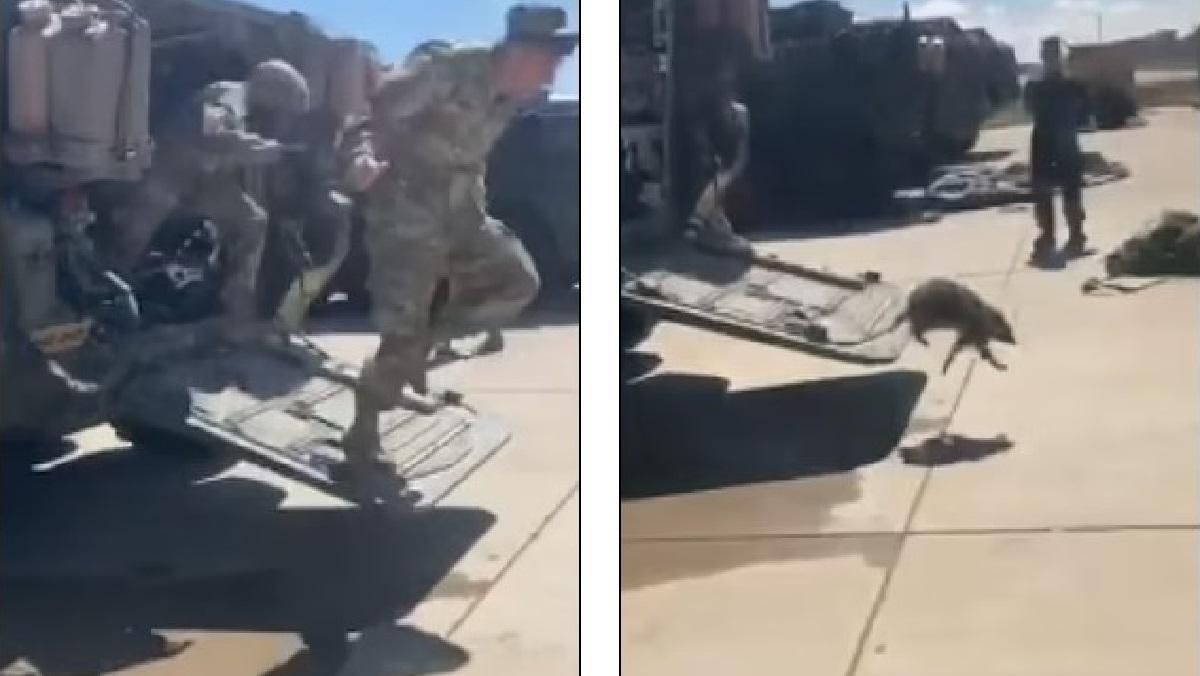 Американські солдати рятуються втечею після того, як побачили єнота у своєму Страйкері