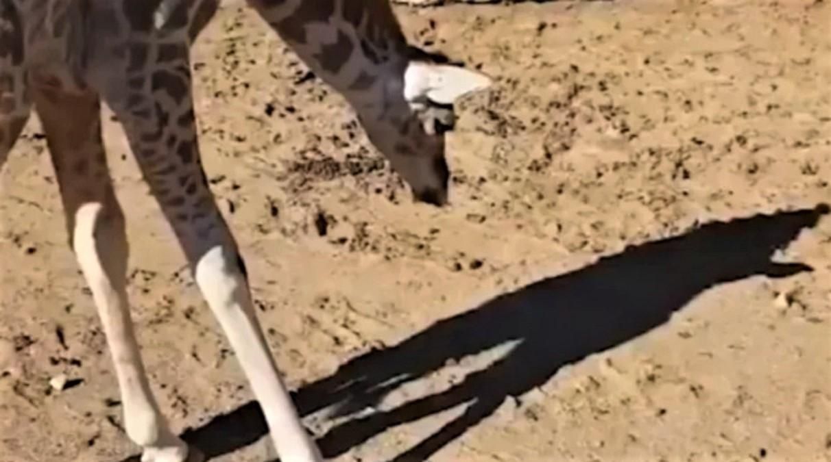 Жирафенок рассматривает собственную тень Жирафенок рассматривает собственную тень