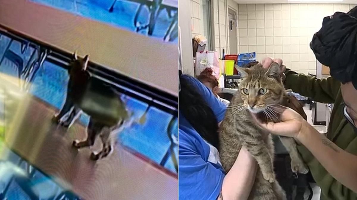 Невелика плутанина: у США евакуювали школу через рись, яка виявилася домашнім котом Невелика плутанина: у США евакуювали школу через рись, яка виявилася домашнім котом