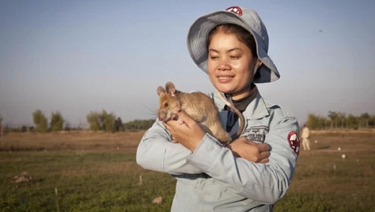 Врятував десятки людей: щур-сапер з Камбоджі, який отримав медаль, виходить на пенсію