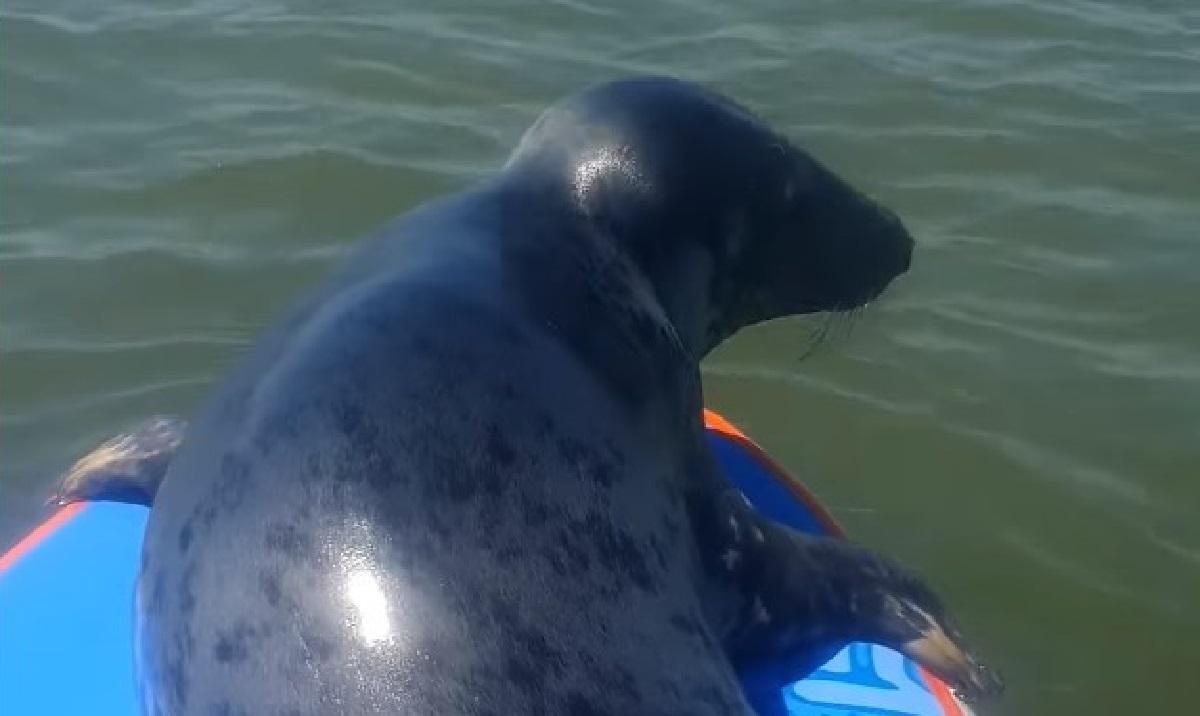 Тюлень втомився пливти та вирішив відпочити, приєднавшись до хлопця на його дошці 