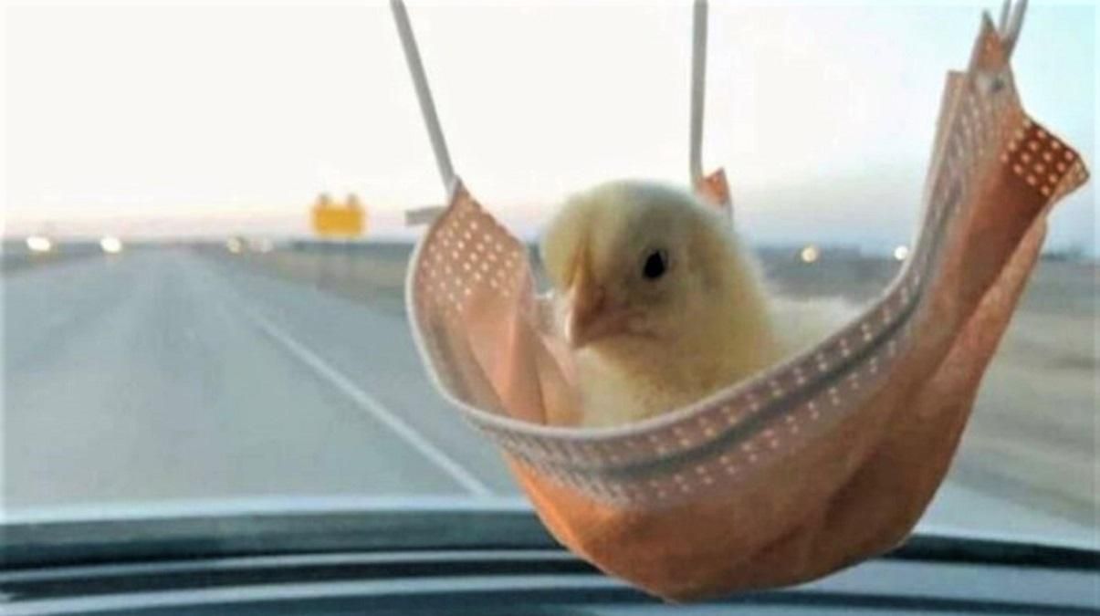 Смешные фото животных Смешные фото животных